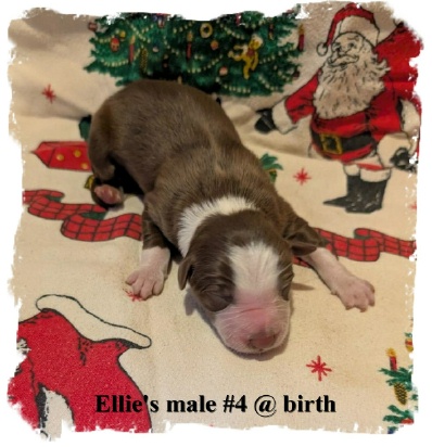 ABCA Registered Border Collie R/W male out of working stock